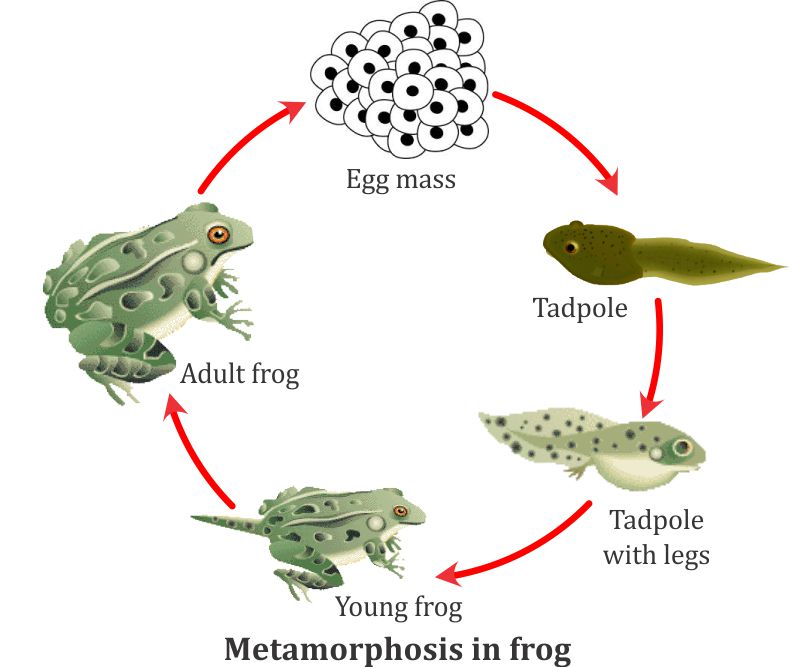 Explain the life cycle of frog - 11959