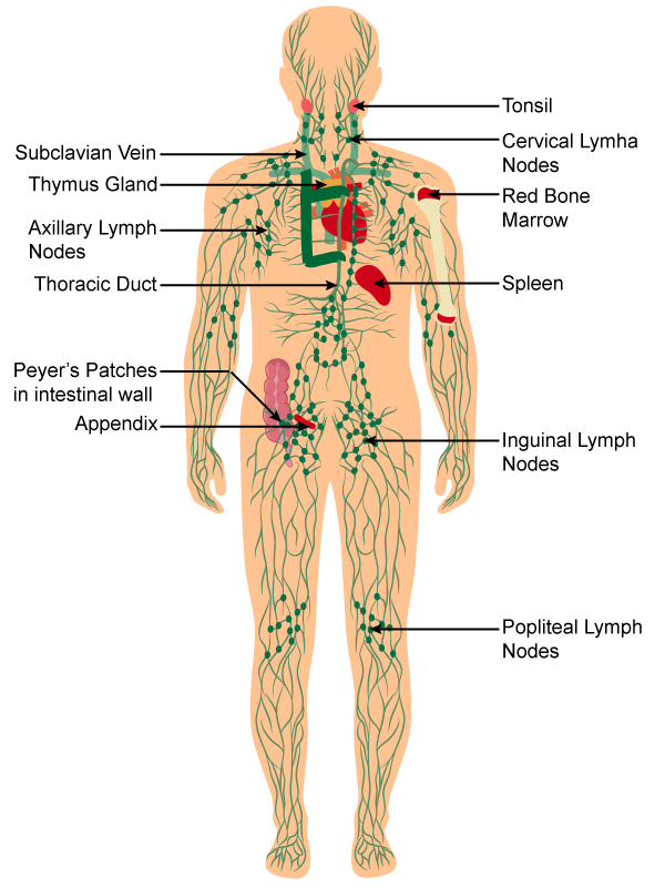 Discuss The Immune System Of The Body With A Neat Labelled Diagram Biology Topperlearning Com Fek5dzll
