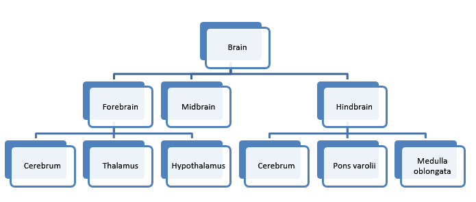 Brain Structures And Their Functions Chart