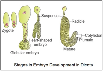 explain the formation of mature embryo from embry sac - Biology ...
