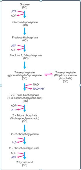 Glycolysis Chart With Enzymes