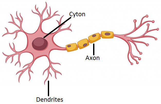 how to draw structure of neuron as i am weak in drawing