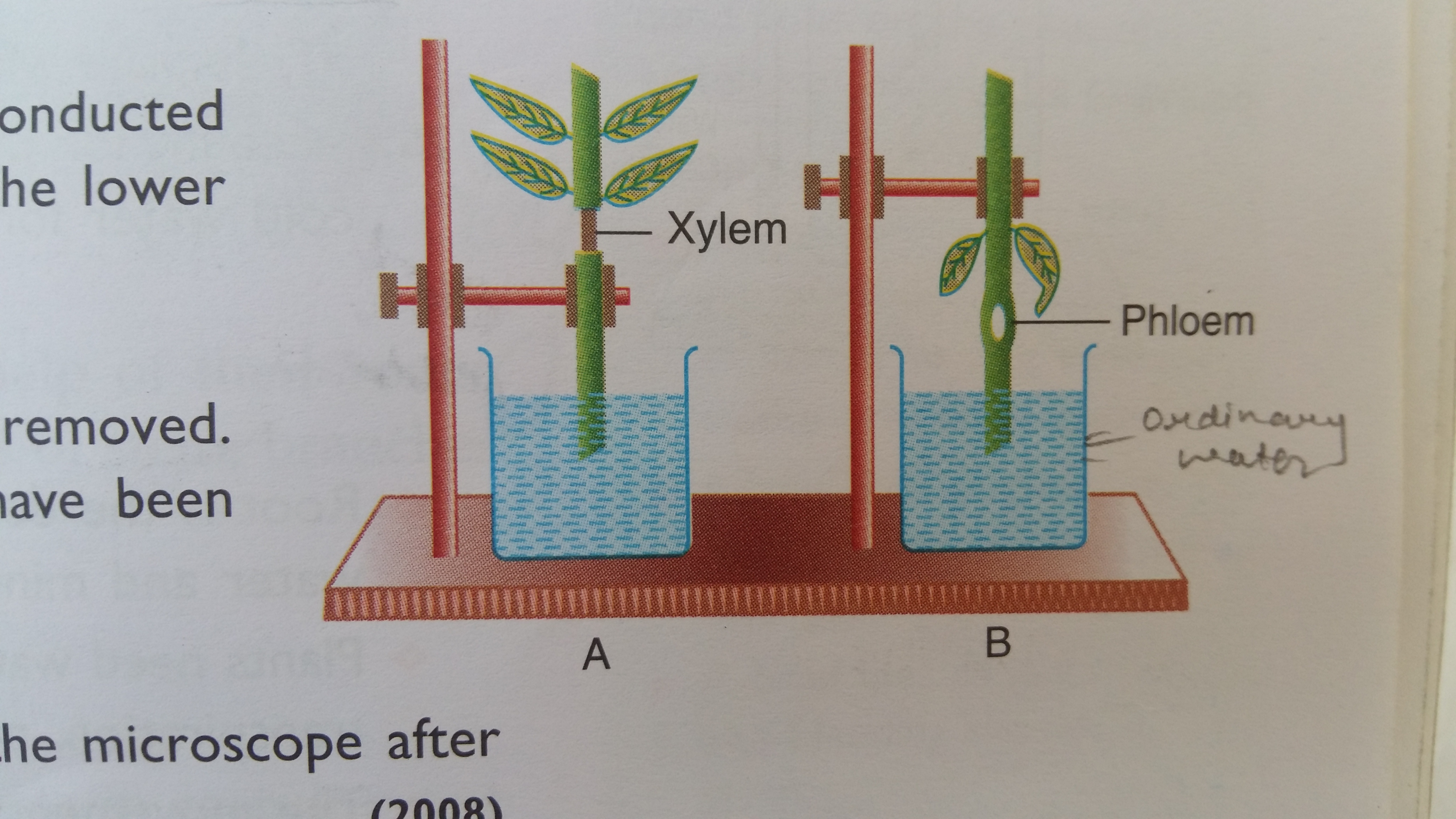 xylem Questions and Answers - TopperLearning