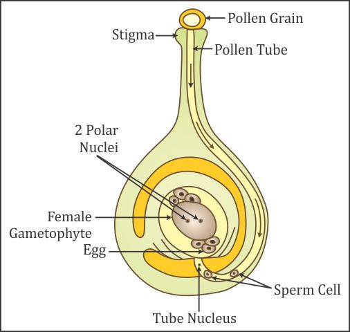 how the process of fertilization takes place in plants draw labelled diagram  to explain the process - Biology - TopperLearning.com | 007p1sydd