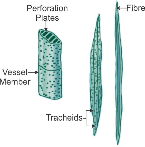 draw a labelled diagram of xylem tissues - Biology - TopperLearning.com | 1n3ed4yy