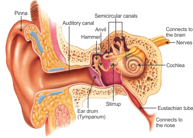 anvil ear also called orricle