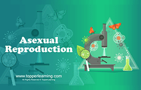 videoimg/thumbnails/CBSE_ClassXII_Biology_AsexualReproduction.png