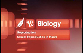 Reproduction in Organisms 