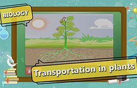 Transport in Organisms 