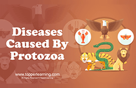 Diseases Caused By Protozoa 