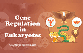 Gene Regulation in Eukaryotes 