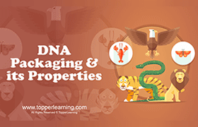 DNA packaging and its properties 