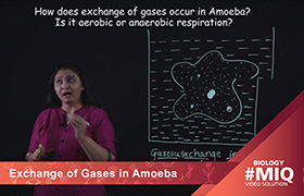 Exchange of gases in Amoeba 