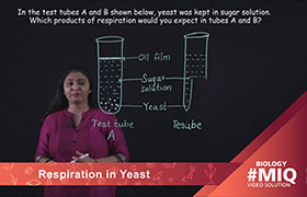 Respiration in yeast 