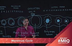 Menstrual cycle 