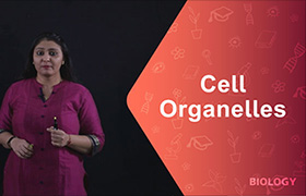 Cell Organelles- Smooth endoplasmic reticulum ...