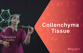 Collenchyma tissue 