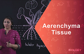 Aerenchyma tissue 