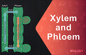 Xylem and Phloem 