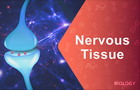 Nervous tissue 