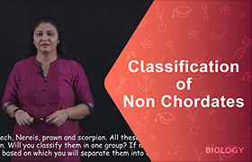 Classification of Non-Chordates 