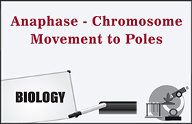 Anaphase -Chromosome Movement to Poles ...
