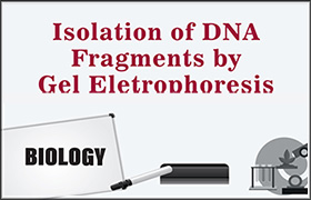 Isolation of DNA Fragments by Gel Eletrophoresis 