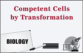 Competent Cells by Transformation 