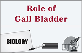 Role of Gall Bladder 