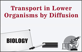 Transport in Lower Organisms by Diffusion 