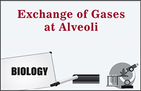 Exchange of Gases at Alveoli 