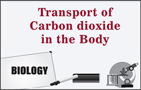 Transport of Carbon dioxide in the Body 