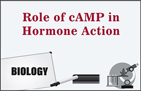 Role of cAMP in Hormone Action 