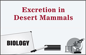 Excretion in Desert Mammals 
