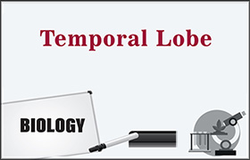 Temporal Lobe 
