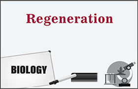 Regeneration 