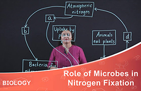 Role of Microbes in Nitrogen Fixation 