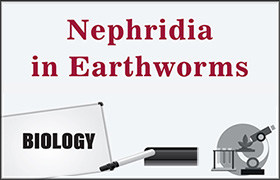Nephridia in Earthworm 