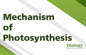 Mechanism of Photosynthesis 