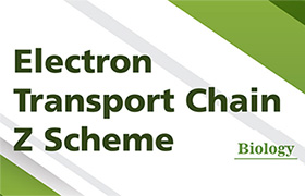 Electron Transport Chain_Z Scheme 