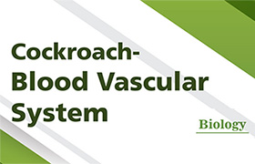 Cockroach- Blood Vascular System 