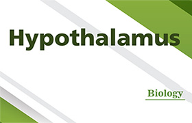 Hypothalamus 