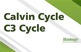Calvin Cycle - C3 Cycle 