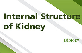 Internal Structure of Kidney 
